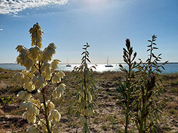 Bateaux parmi les fleurs