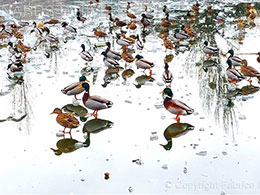 Canards d’hiver